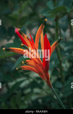 Heliconia Psittacorum Blumen close-up Stockfoto