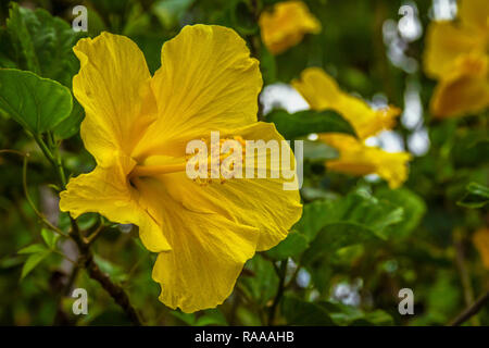 Schöne Yellow Hibiscus flower close-up Stockfoto