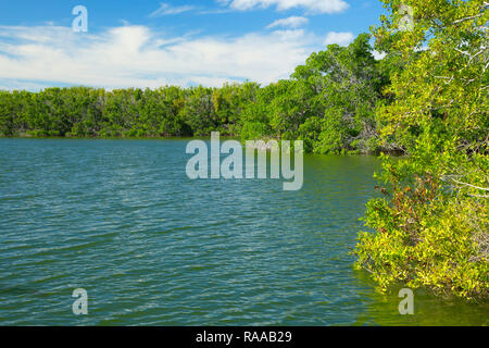 Paurotis Teich, Everglades National Park, Florida Stockfoto