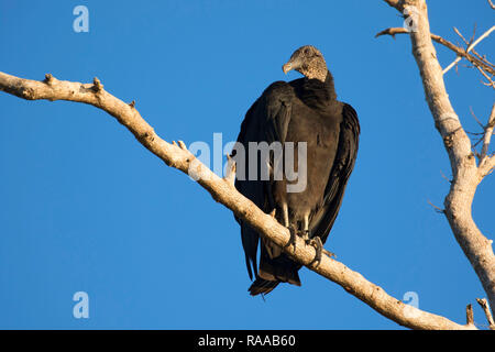 Mönchsgeier (Coragyps atratus), Everglades National Park, Florida Stockfoto