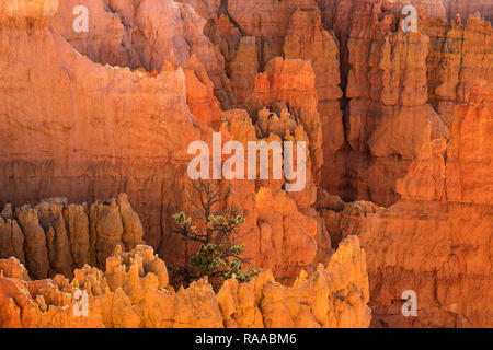 Bryce Canyon National Park, Utah, USA. Blick auf das Bryce Amphitheater aus dem Rim Trail, Anzeigen Hoodoo Felsformationen und Kiefer. Stockfoto