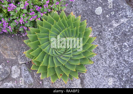 Spirale Aloe Polyphylla Kaktus Pflanze Sukkulenten Stockfoto