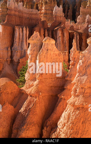 Hoodoo Felsformationen in sedimentären Kalksteinen am Queens Garden Trail im Bryce Canyon National Park, Utah, USA Stockfoto