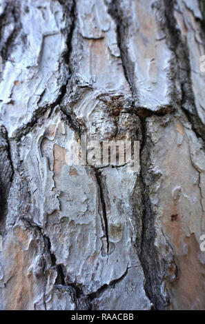 Knoten auf dem alten Baum Rinde. Altes holz Struktur der Haut Hintergrund Stockfoto