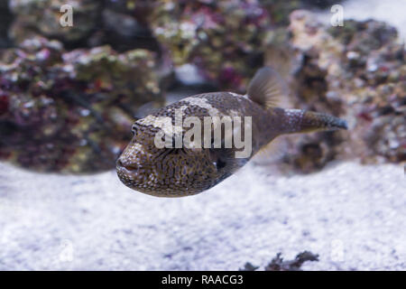 Juvenile Karte Kugelfisch im Wasser, tropische Ballon Fisch aus dem Indischen Ozean Stockfoto