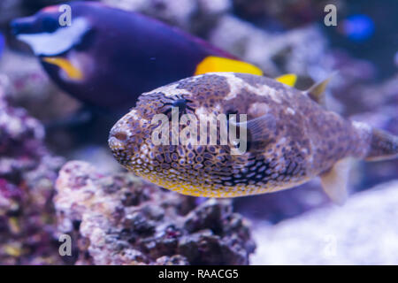 Nahaufnahme von einem jugendlichen Karte Kugelfisch im Aquarium, tropische Fische aus dem Indischen Ozean Stockfoto