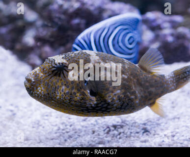 Juvenile Karte Kugelfisch in Nahaufnahme, ein tropisches Aquarium pet aus dem Indischen Ozean Stockfoto