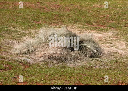 Eine Nahaufnahme eines geöffnet Heu Ball in einer offenen padock oder Feld Stockfoto