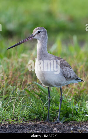 Hudsonian godwits im Herbst während der Migration Stockfoto