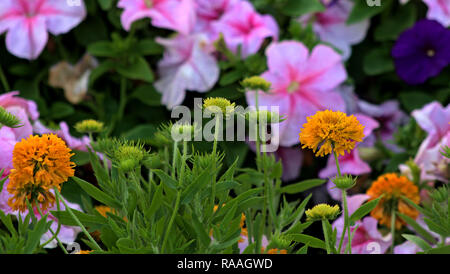 Gaillardia Decke Blume Stockfoto