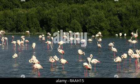 Eine Gruppe Flamingo Vogel Stockfoto