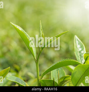 Teeblätter auf einer Plantage in die Sonnenstrahlen brackground