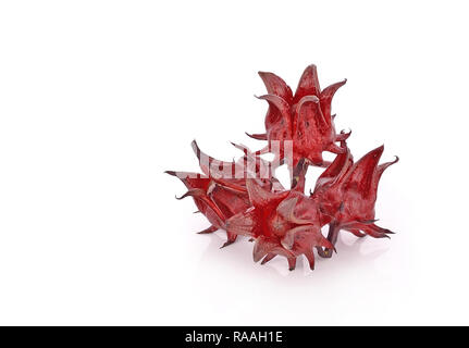 Roselle Hibiscus sabdariffa Red Fruit Flower isolieren auf weißem Hintergrund. Stockfoto