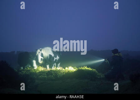 Nebeldämmerung mit Wild Horses, die Beam of Light im Deer Park an der Pembrokeshire Coast untersuchen Stockfoto