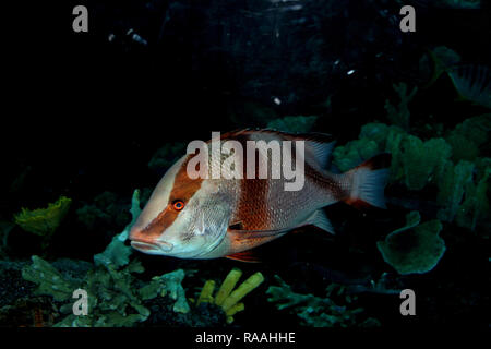 Dorade Fisch in Unterwasser Stockfoto