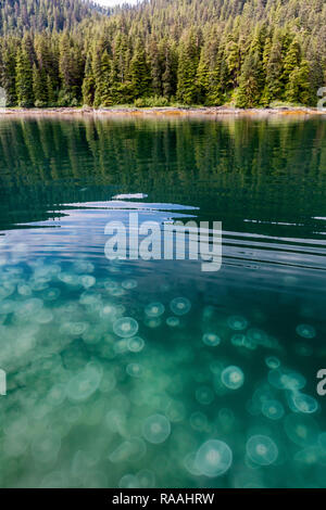 Blühende Ohrenquallen, Aurelia aurita, Teich Insel im Kelp Bay, Baranof Island, Alaska, USA. Stockfoto