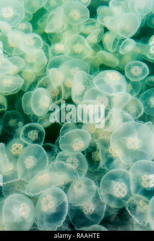 Blühende Ohrenquallen, Aurelia aurita, Teich Insel im Kelp Bay, Baranof Island, Alaska, USA. Stockfoto