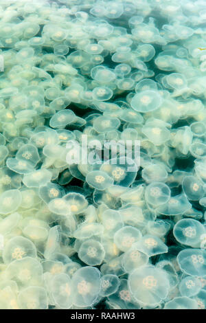 Blühende Ohrenquallen, Aurelia aurita, Teich Insel im Kelp Bay, Baranof Island, Alaska, USA. Stockfoto