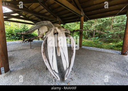 Buckelwal Skelett auf Anzeige an der Bartlett Cove, Glacier Bay National Park, Alaska, USA. Stockfoto