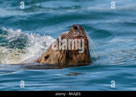 Neugierig nach bull Steller sea lion, Eumetopias jubatus, Inian Inseln, Southeast Alaska, USA. Stockfoto