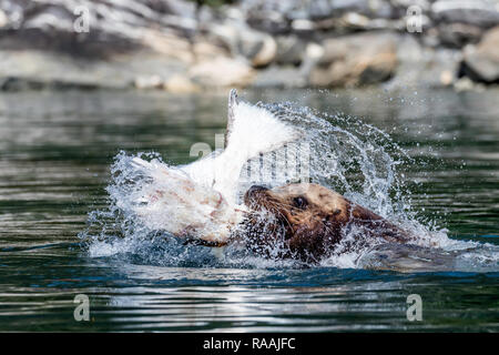 Nach bull Steller sea lion, Eumetopias jubatus, datenvernichtung ein Heilbutt für eine Mahlzeit, Inian Inseln, Alaska, USA. Stockfoto