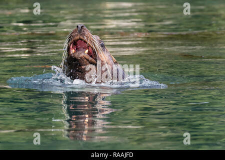 Nach bull Steller sea lion, Eumetopias jubatus, datenvernichtung ein Heilbutt für eine Mahlzeit, Inian Inseln, Alaska, USA. Stockfoto