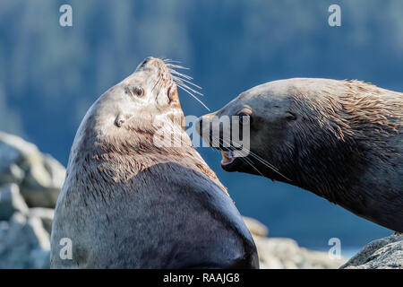 Nach bull Steller Seelöwen, Eumetopias jubatus, mock kämpfen, Inian Inseln, Alaska, USA. Stockfoto