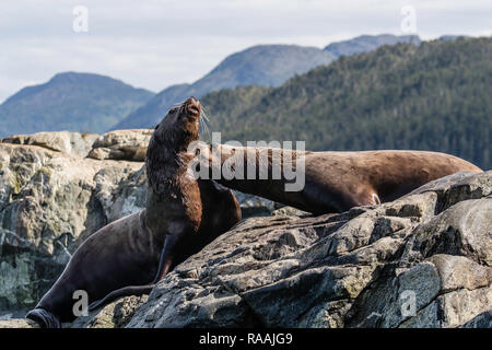 Nach bull Steller Seelöwen, Eumetopias jubatus, mock kämpfen, Inian Inseln, Alaska, USA. Stockfoto