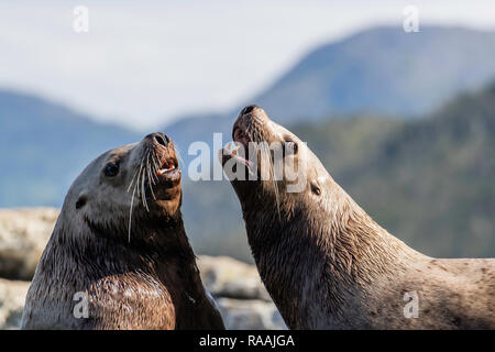 Nach bull Steller Seelöwen, Eumetopias jubatus, mock kämpfen, Inian Inseln, Alaska, USA. Stockfoto