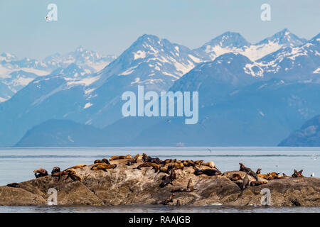 Steller Seelöwen, Eumetopias jubatus, mitgeführt und auf der South Marmor Insel, Glacier Bay National Park, Alaska, USA. Stockfoto