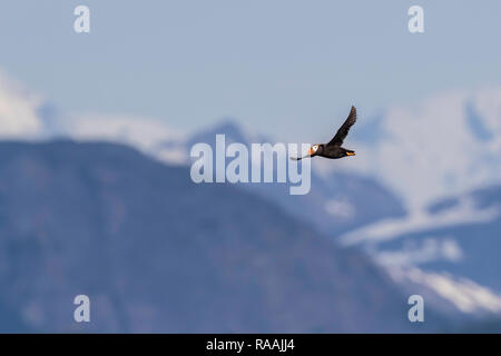 Ein erwachsener getuftete Puffin, Fratercula cirrhata, im Flug am Point Adolphus, Icy Strait, Southeast Alaska, USA. Stockfoto