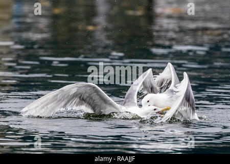 Glaucous-winged Möwen, Larus glaucescens, über Essen in der Nähe von Petersburg, Southeast Alaska, USA kämpfen. Stockfoto