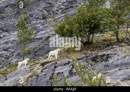 Nach Bergziegen, Oreamnos americanus, düsteren Knopf im Glacier Bay National Park, Alaska, USA. Stockfoto