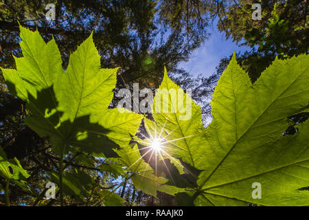 Devil's Club, Oplopanax horridus, in Sunburst bei Fox Creek auf Chichagof Insel, Southeast Alaska, USA. Stockfoto