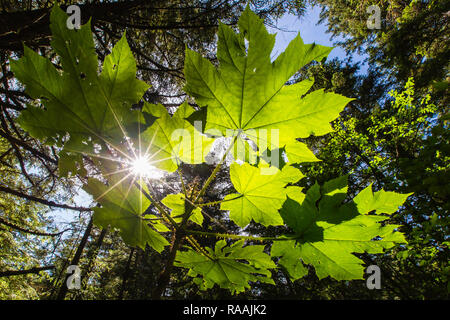 Devil's Club, Oplopanax horridus, in Sunburst bei Fox Creek auf Chichagof Insel, Southeast Alaska, USA. Stockfoto