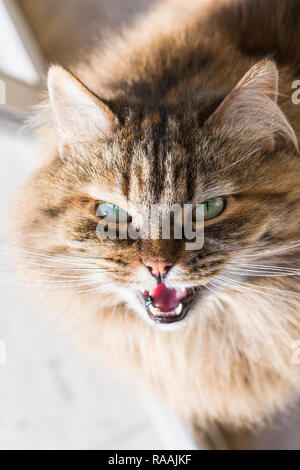 Adorable sibirische Katze von Viehbestand, langhaarige, hypoallergen Kätzchen in Miauen Stockfoto
