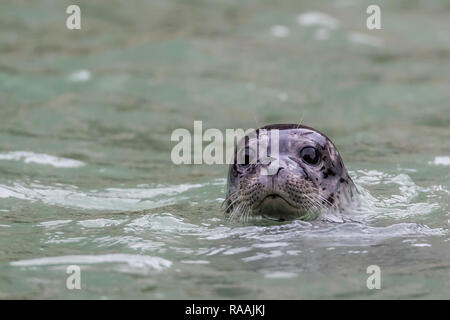 Harbour seal, Phoca vitulina, Erwachsene vor Dawes Gletscher, Endicott Arm, Southeast Alaska, USA. Stockfoto