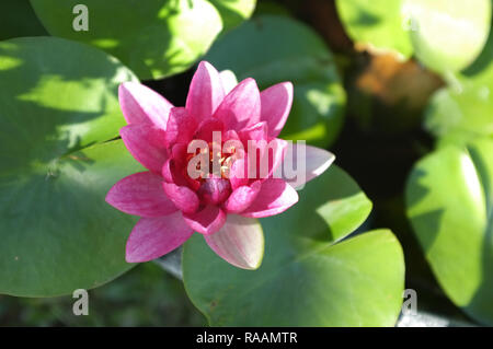 Schließen Sie herauf Bild auf dem Blühen Pink Lotus Flower natürlichen Hintergrund Lotus Blatt, Lily Pad mit kopieren. Stockfoto