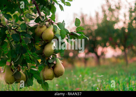 Birne Obst Garten mit gewachsenen Süße grüne Birnen im September sun Stockfoto