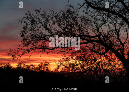 Silhouette Baum ohne Blätter Hintergrundbeleuchtung Hintergrundbeleuchtung sonnenuntergang himmel orange blau, Madrid, Spanien. Stockfoto