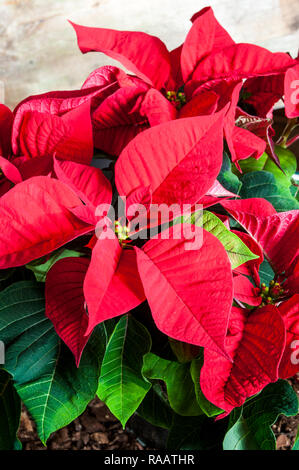 Poinsettia pulcherima, leuchtend rote Blätter Pflanzen sind in der Regel zu Weihnachten andere Farben verkauft werden Weiß Creme und bunte Blätter Stockfoto