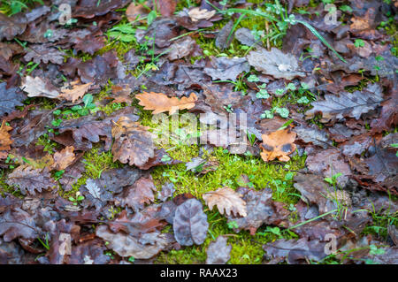 Trockenes Laub und Moos auf den Boden des Waldes Stockfoto