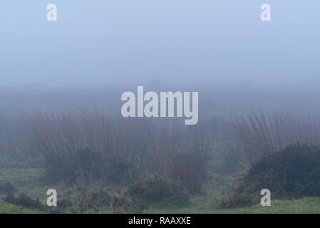 Starker Nebel in Wales, Großbritannien Stockfoto