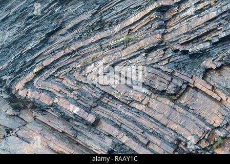 Spektakulär gefaltete Sequenz von abwechselnd grauen Schiefern und Sandsteinen Detail [4 von 5], North Cornwall UK Stockfoto