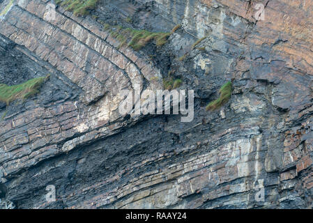 Spektakulär gefaltete Sequenz von abwechselnd grauen Schiefern und Sandsteinen Detail [3 von 5], North Cornwall UK Stockfoto