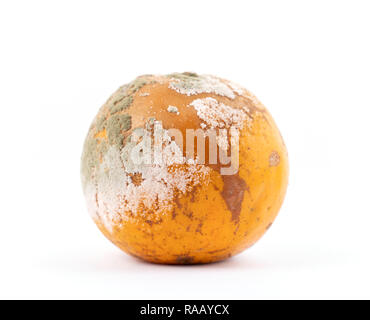 Faule und schimmelig, orange auf weißem Hintergrund Stockfoto