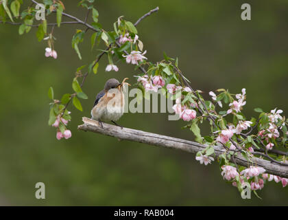 Weibliche Eastern Bluebird thront in rosa Blüten Stockfoto