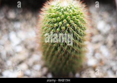 Closeup kleine Mila sp, Kaktus Pflanze - Bild Stockfoto