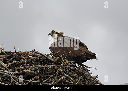 OSPREY: Vögel in Nordamerika, Alberta, Kanada, Fischadler, Pandion haliaetus Stockfoto