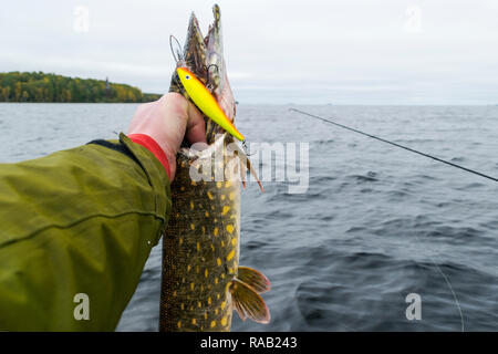 Große Fische in die Hände der Fischer. Fischer gefangen und halten grosse Hechte. Konzepte für erfolgreiches Angeln. Stockfoto